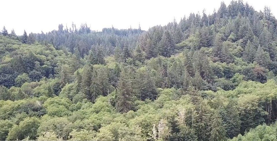 2nd image of 251 Williams Creek Rd