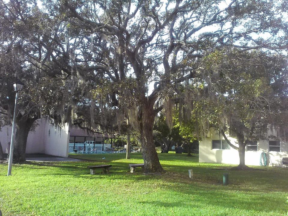BEAUTIFUL SHADY TREES
