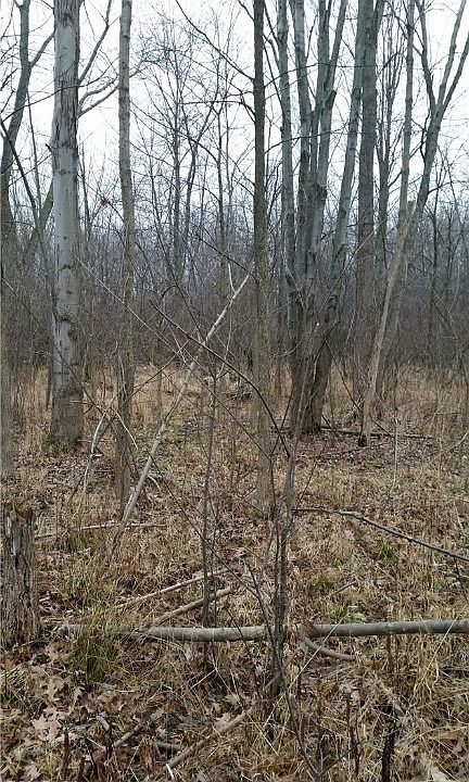 2nd image of W Royalton Rd