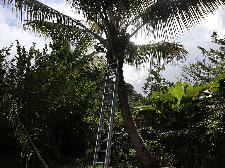 Lots of coconut trees all over the land.