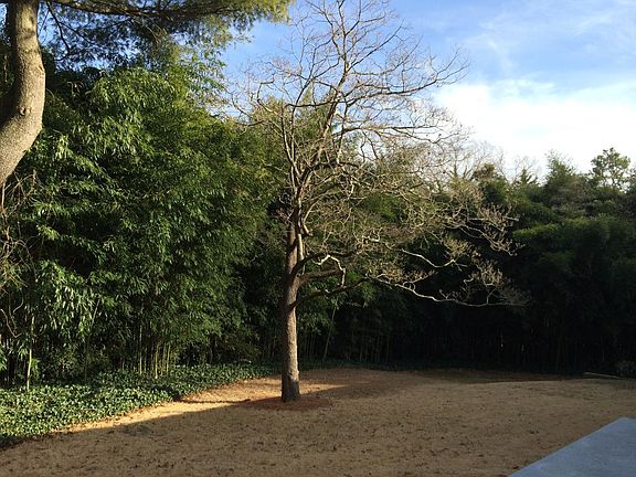 Private back yard is like a Japanese garden with dogwood and