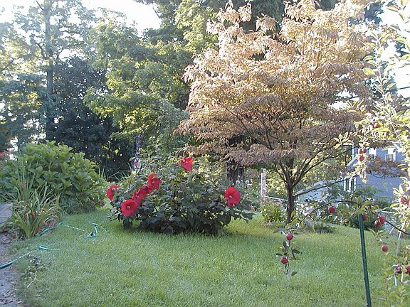 front yard this year