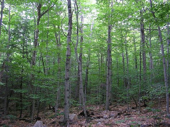5th image of Lot 116-22 Red Coat Lane 1.6 Acres