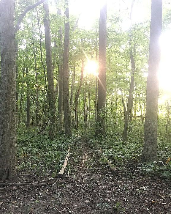 8 Acres of Protected Forest