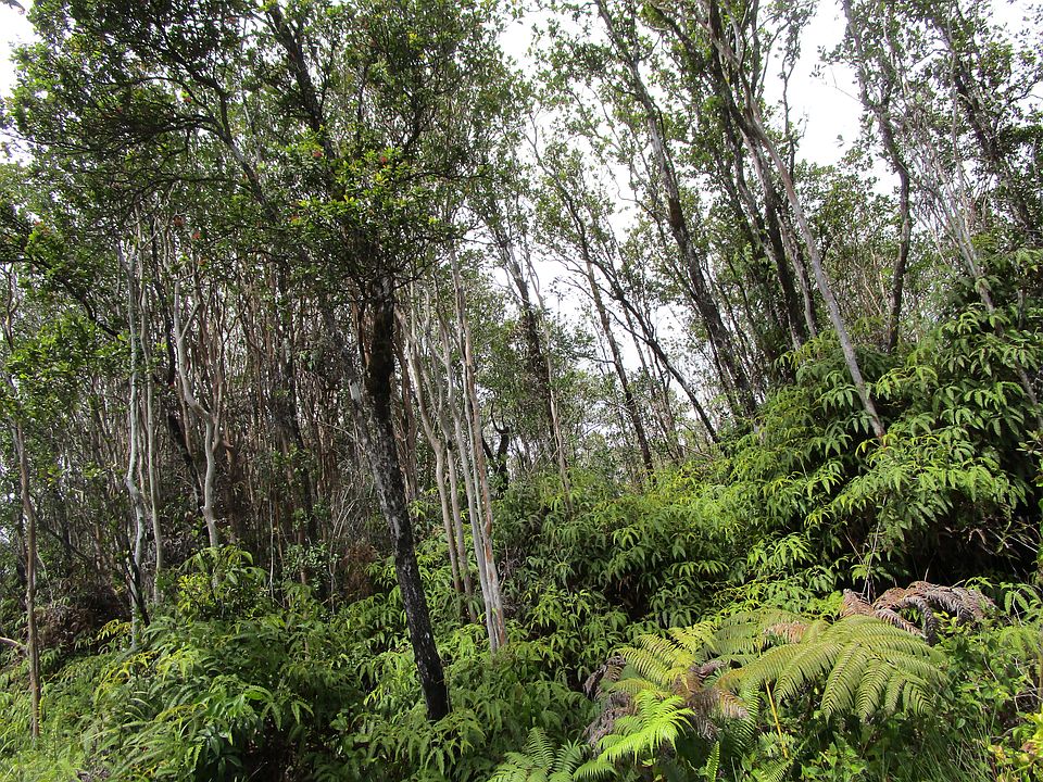2nd image of Kokokahi Rd Lot 65