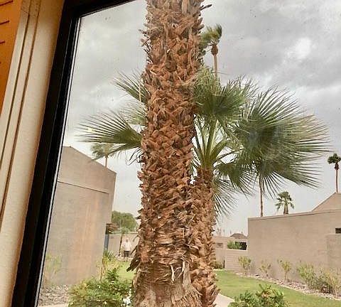 Large window in Dining room with Wood Planation Shutters