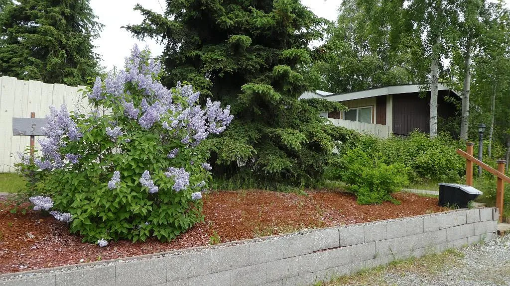 1 bed, 600 sqft, $1,185 — Photo 2