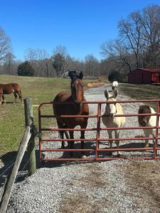 1486 Cedar Grove Rd, Big Sandy, TN, 38221