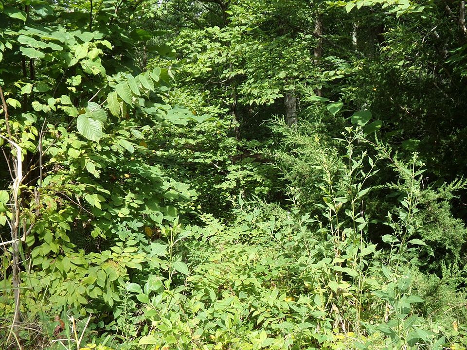 2nd image of Neddy Mountain Rd