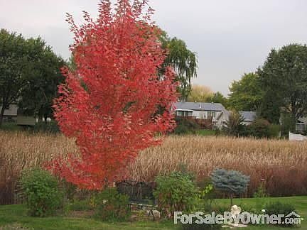 Sunset Garden looking West : Park District&Water Retention, Cat tails, many birds, small game, rabbi