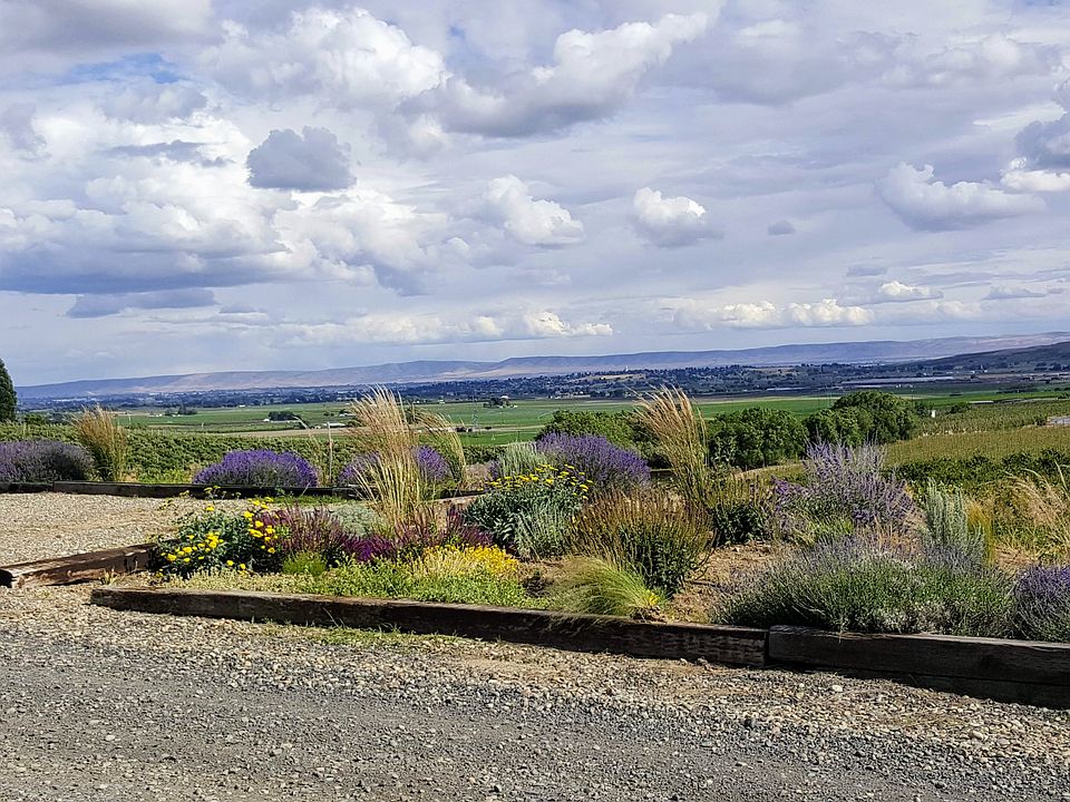 W. boundary garden looking S