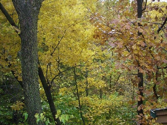 Backyard in Fall