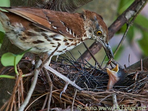 Many birds visit our home.