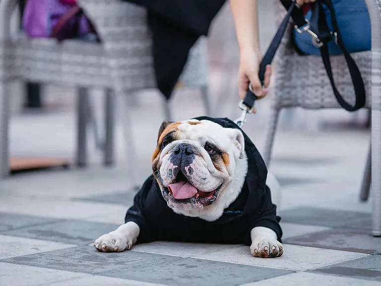 The Seaport District is a great area for your furry friend with plenty of green spaces and outdoor dining options