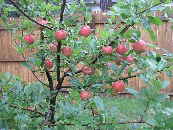 Apple tree