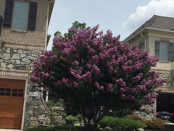 Street View, Crape Myrtle
