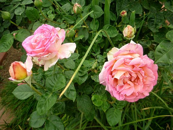 Garden Roses