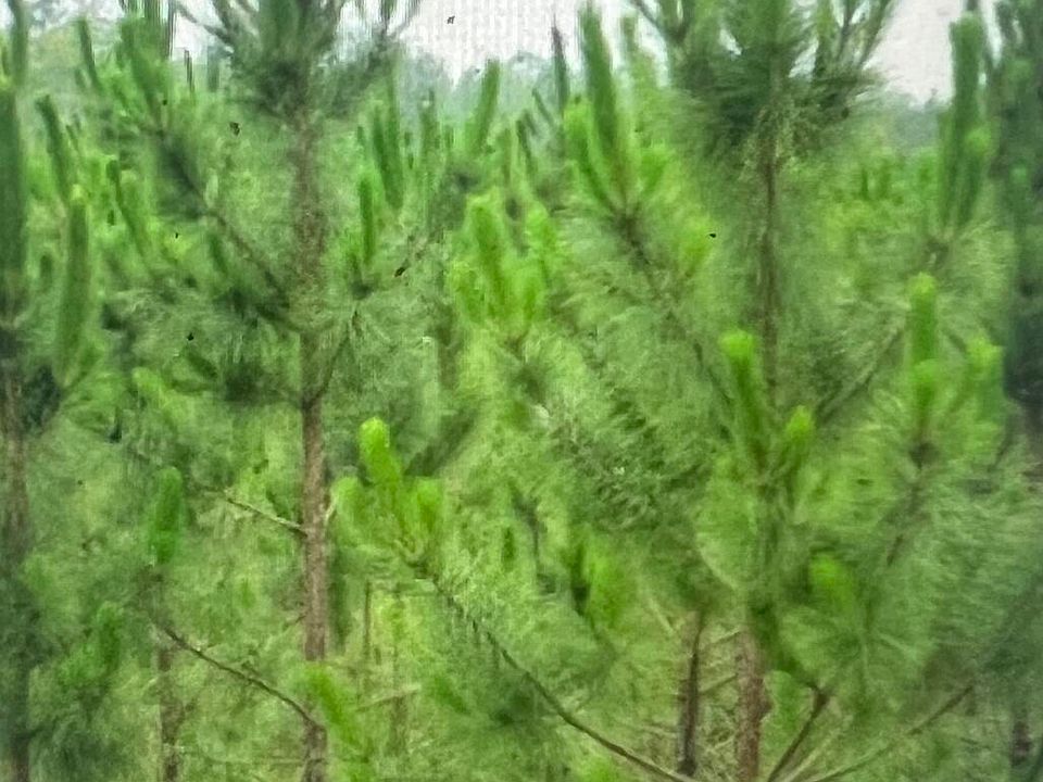 0 Mudlake Rd Macclenny FL Zillow