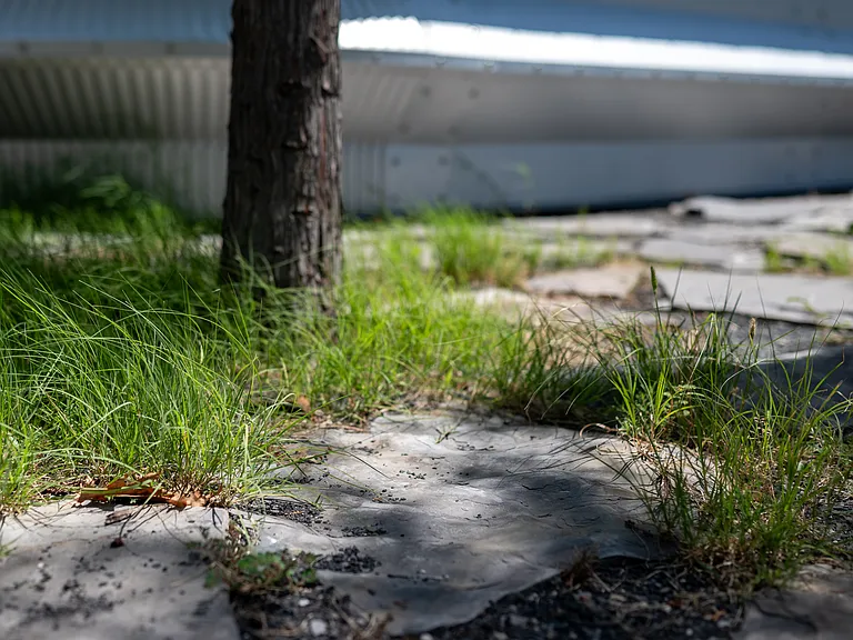View of the grass in the complex