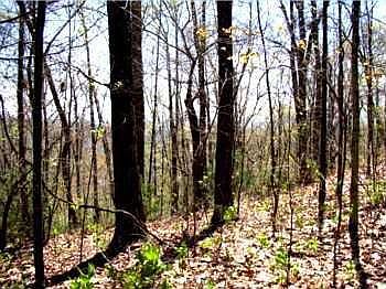 1st image of 15630 Joe Brown Hwy