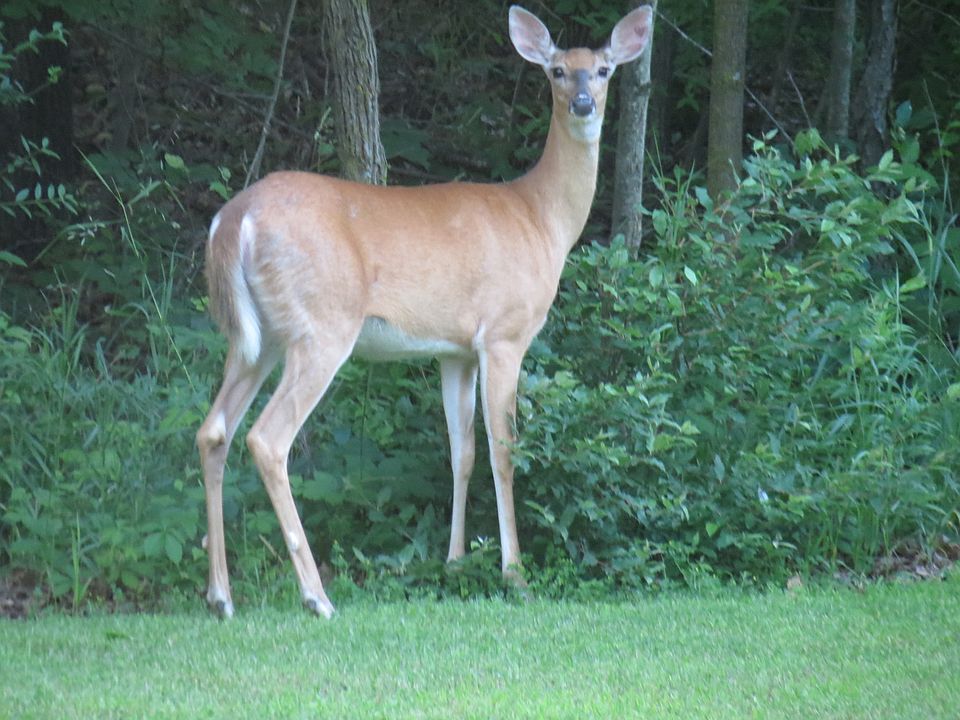 1st image of 000 Nth Vandyke Wow Wooded 40 Acres