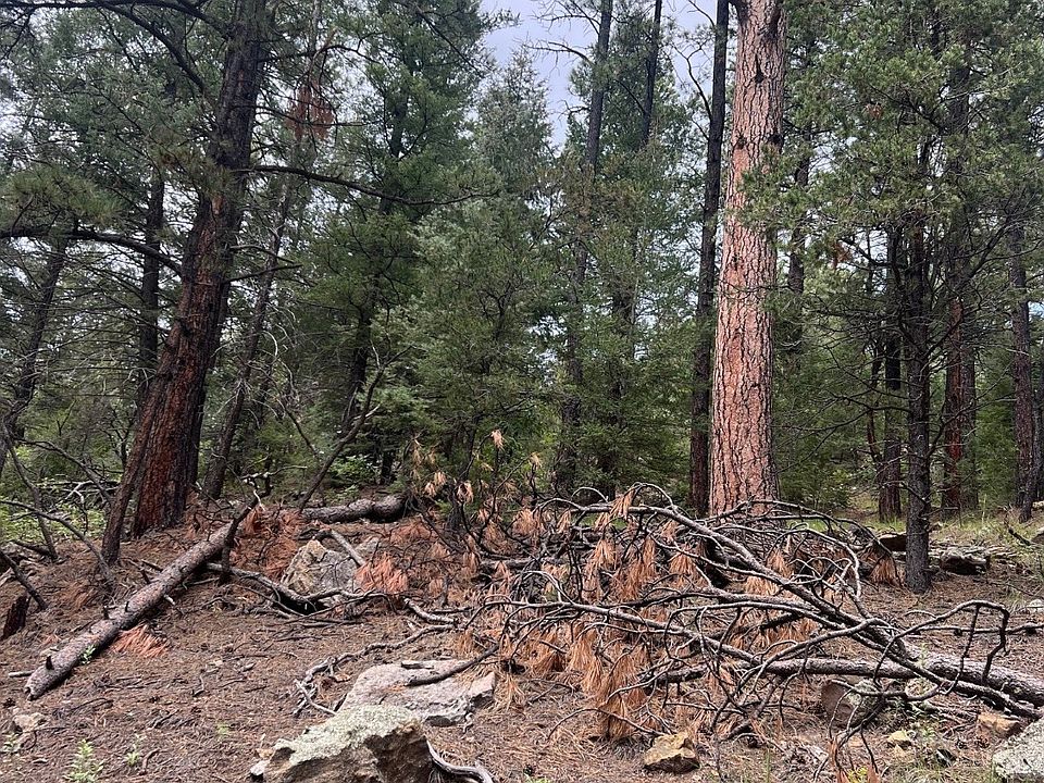 2nd image of LOT E Two In El Macho Cyn