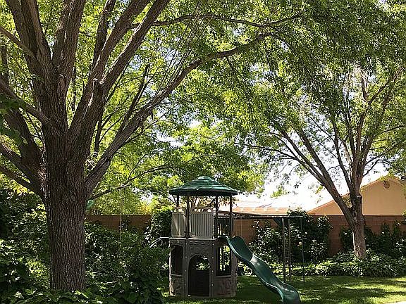 Mature shade trees