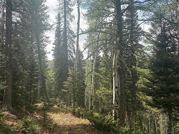 3rd image of 425 Rim Road