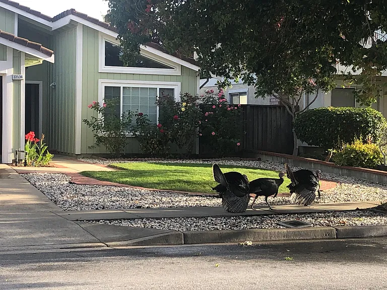 Trinculo Ln — Photo 2