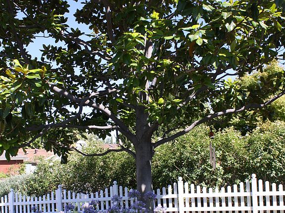 Magnolia tree with uplight