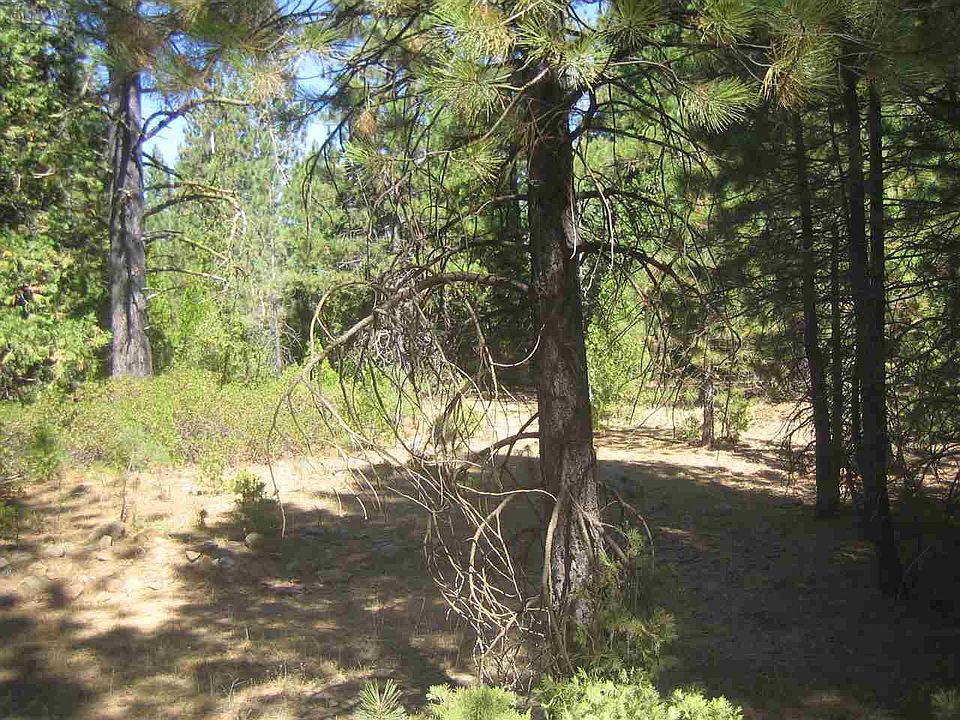 1st image of 1100 Pinion Pine Trl