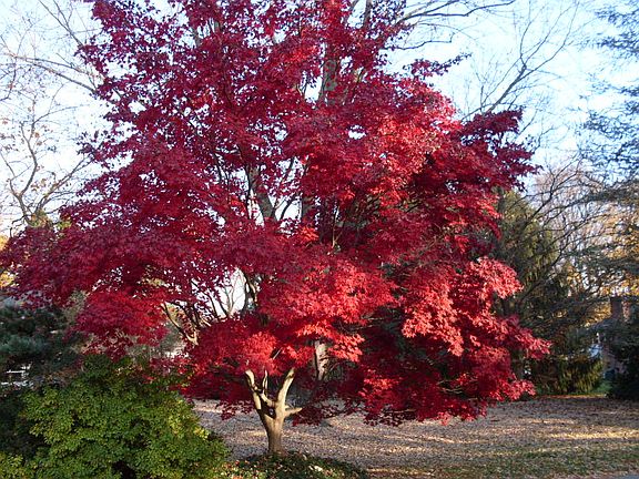 Japanese maple on berm