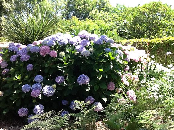 Side Yard
