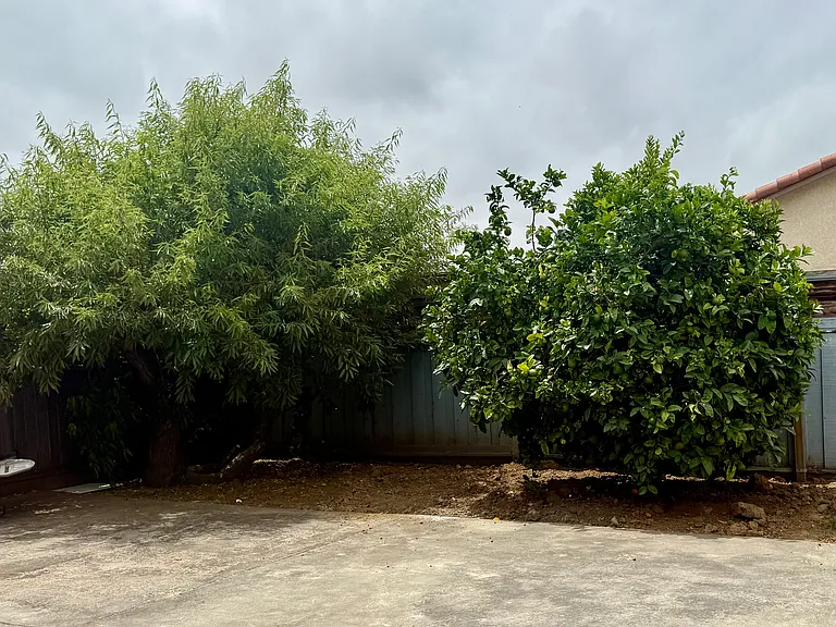 Fruit Trees