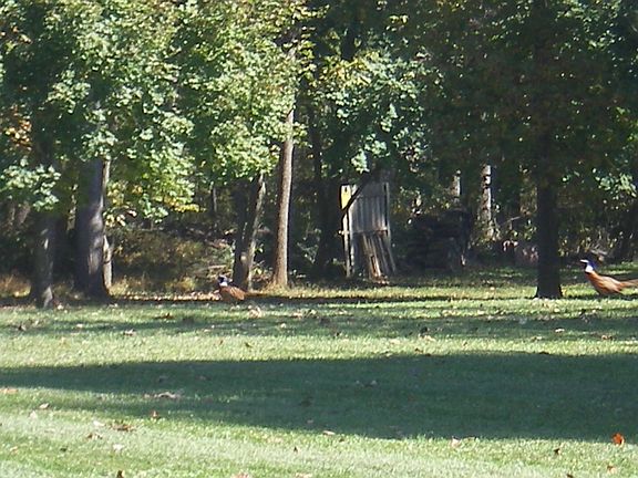 pheasants in backyard