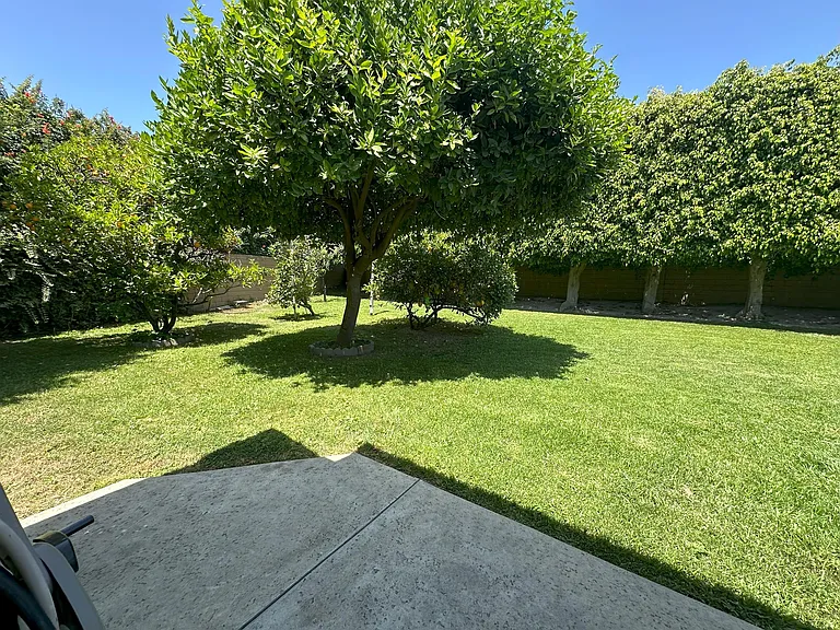 Backyard, mature fruit trees