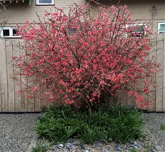 316 N Iron St, Centralia, WA, 98531
