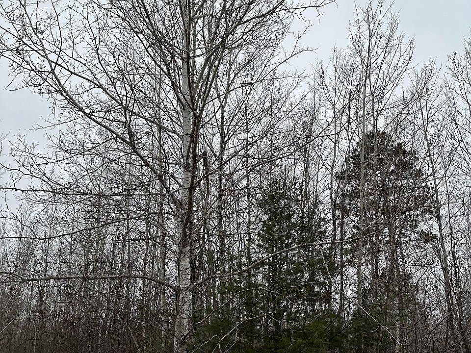 2nd image of Burrows Lake Rd #4067