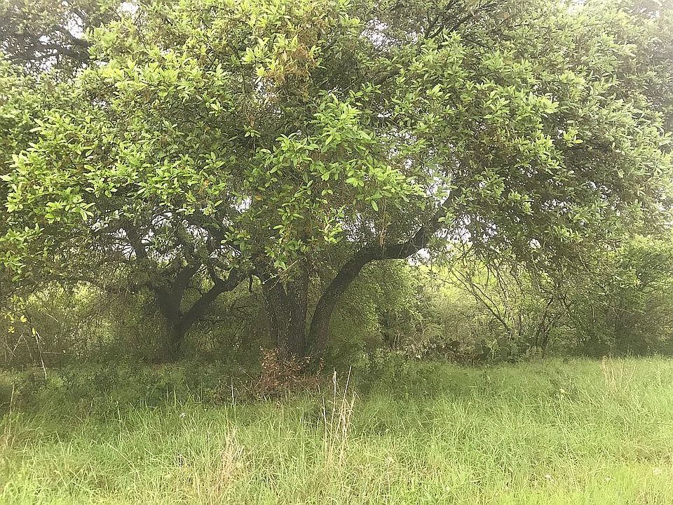 Two large Oaks near front 