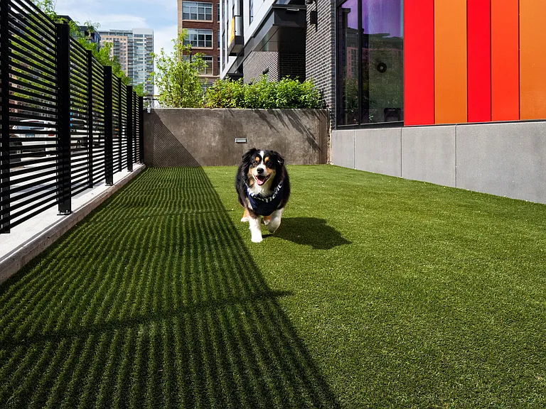 Dog Run