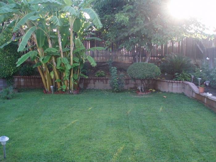 Backyard