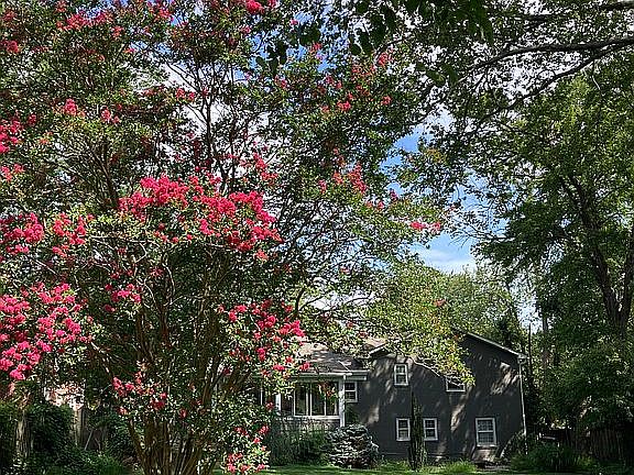 crape myrtle view to house