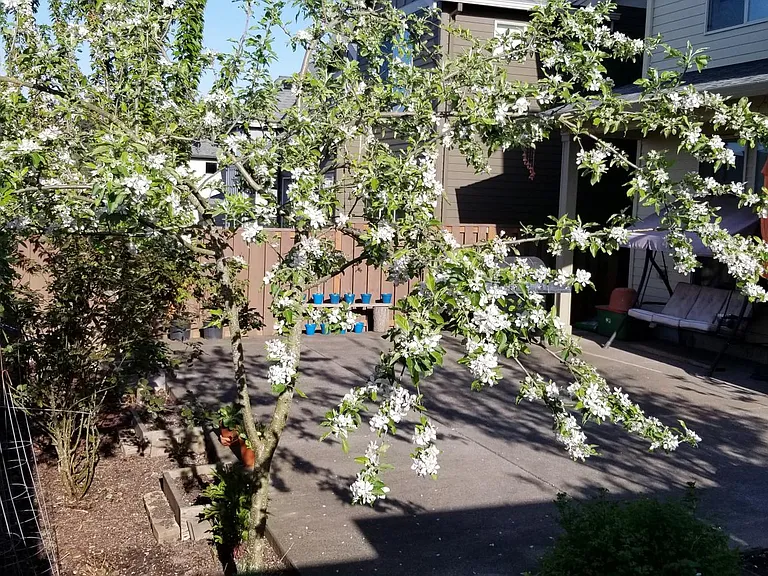 Back yard