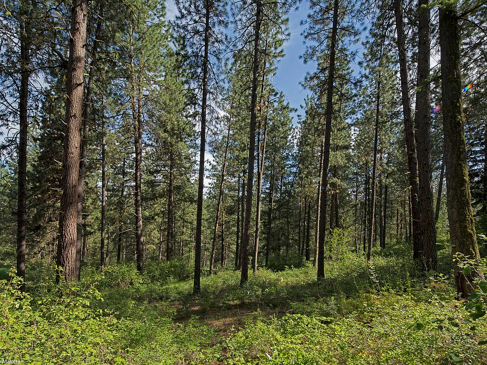1st image of Whitebark Ln Lot 60