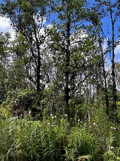 4th image of Menpachi St Lot 22