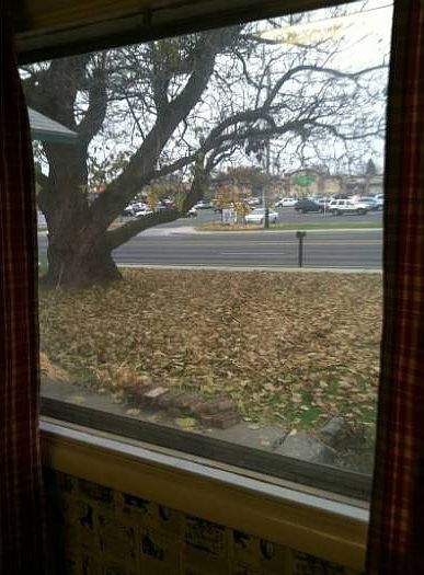 Mature Shade trees