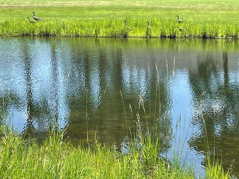 Pond views