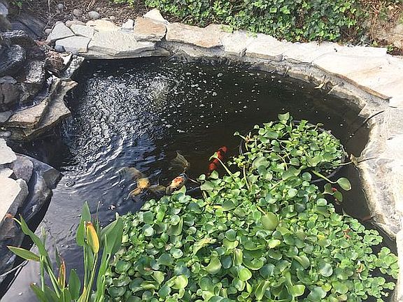 Koi pond last year