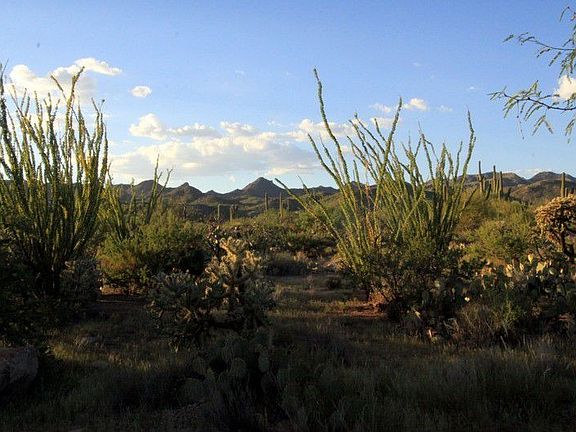 Lush Desert
