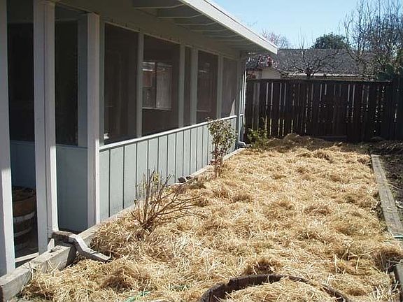 mulch in garden space- GREAT TOMATOES!